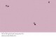 Bullseye-Fritten / Krösel #-1428-02 - blauviolett-transp., mittel