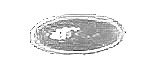 Antik-Muggel oval 34 x 17mm - kristall