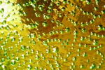 Dichroic-Buntglas - schwarz,Noogie - gr�n/orange - (BFB520-3) AK 85