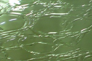 Craquele-Antikglas-mundgeblasen - Farn-Gr�n (#-07 )