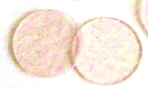 Glaskreise pink-transp. - 5,5cm - Beutel mit 2 St. - BB091-C5,5